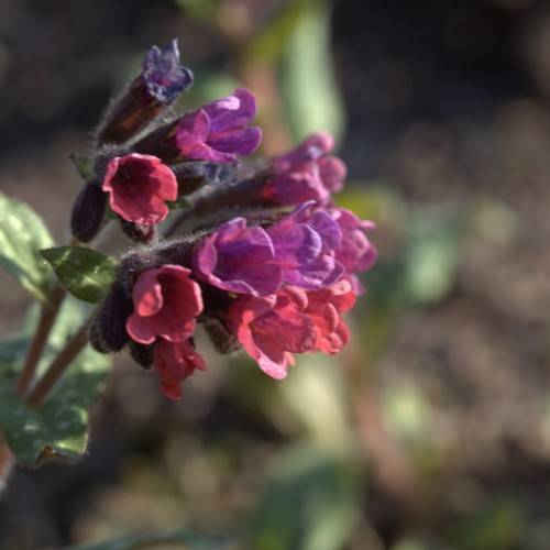 red-purple flowers with green leaves and brown stems