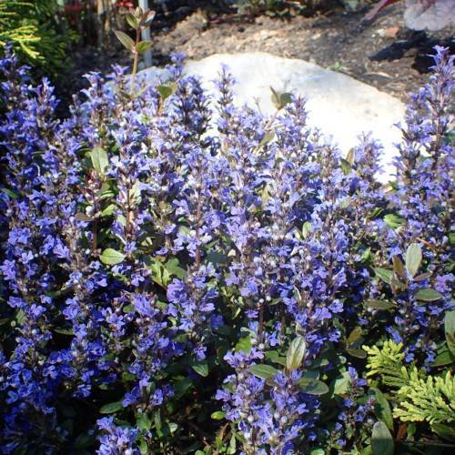 blue flowers with olive-green leaves and brown stems