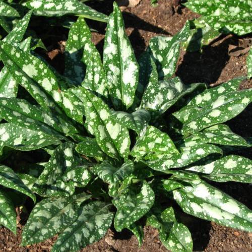 green-white foliage