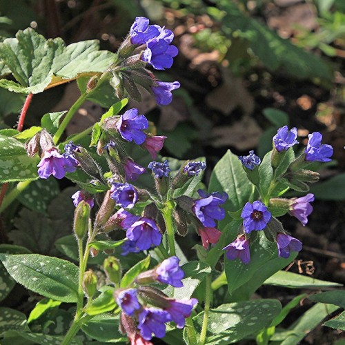Pink-indigo flowers with burgundy-green buds and sepal, lime-green stems and white-green spotted leaves.
