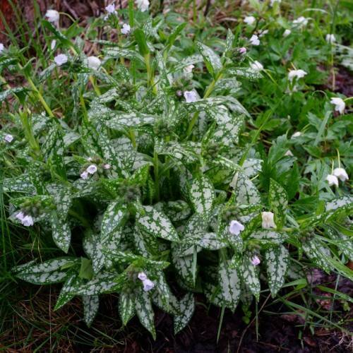 green-white foliage with white flowers and lime stems