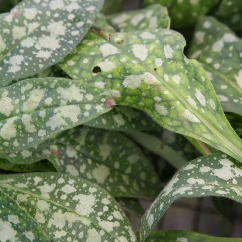 green-cream foliage