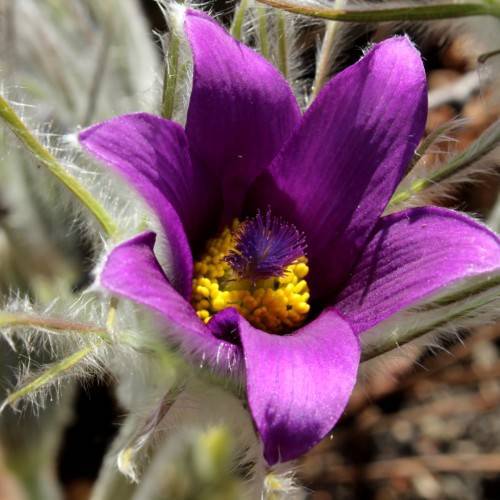 purple flower with purple stigma, yellow stamens light-green sepals and white hairs