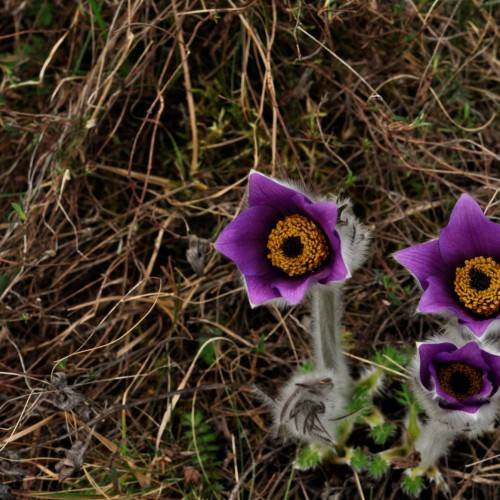 purple flowers with yellow stamens, green leaves and brown roots
