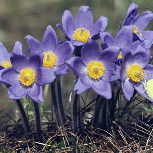 light-blue flowers with yellow stamens, lavender stigmas, dark green stems and brown twigs