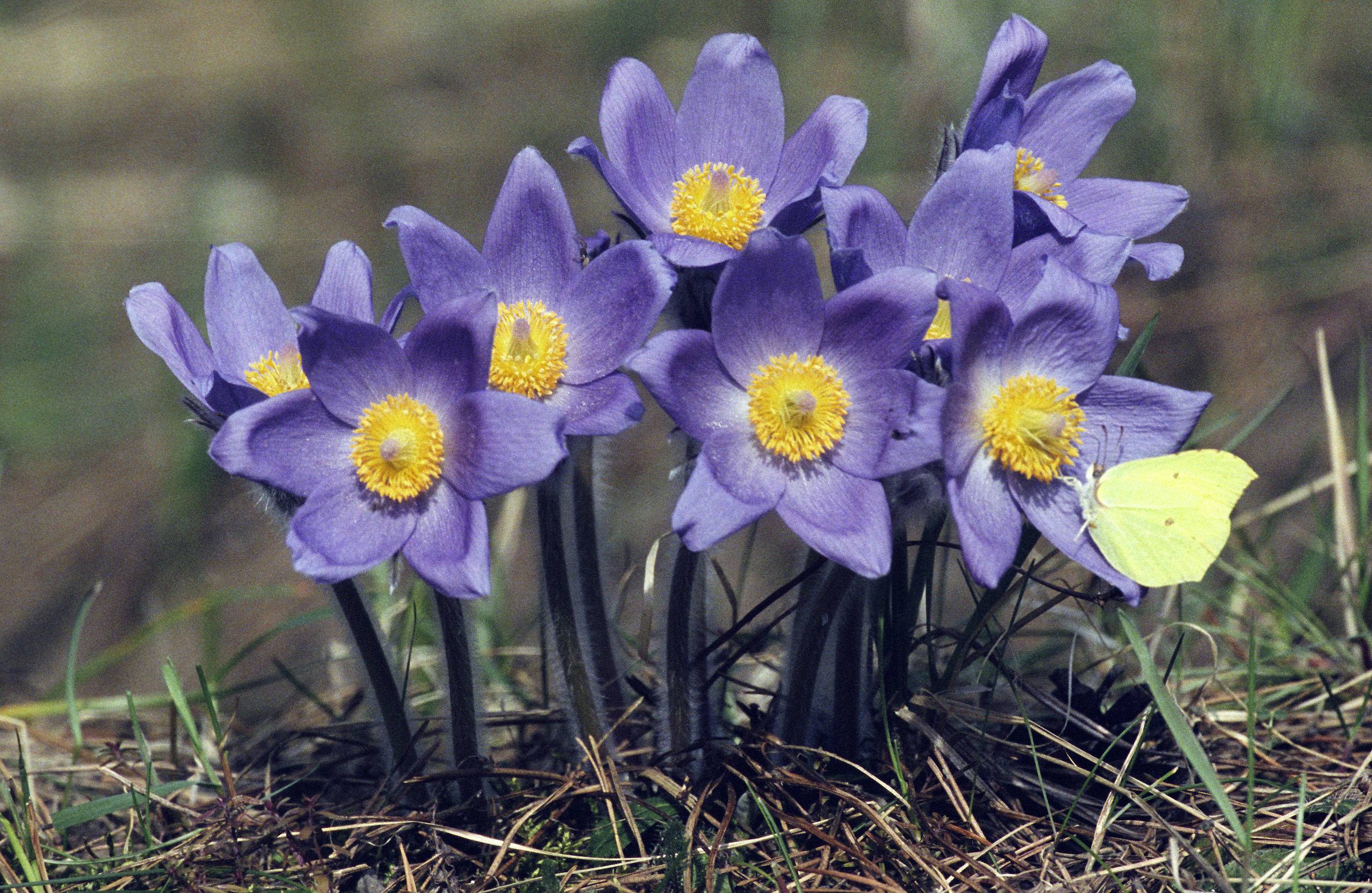 light-blue flowers with yellow stamens, lavender stigmas, dark green stems and brown twigs