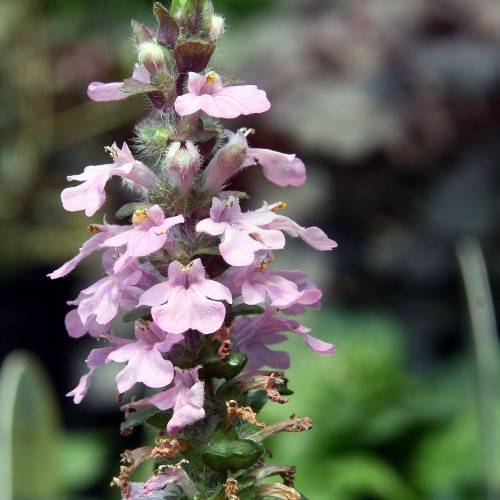 lavender flowers, lavender buds, green-purple foliage with white hairs