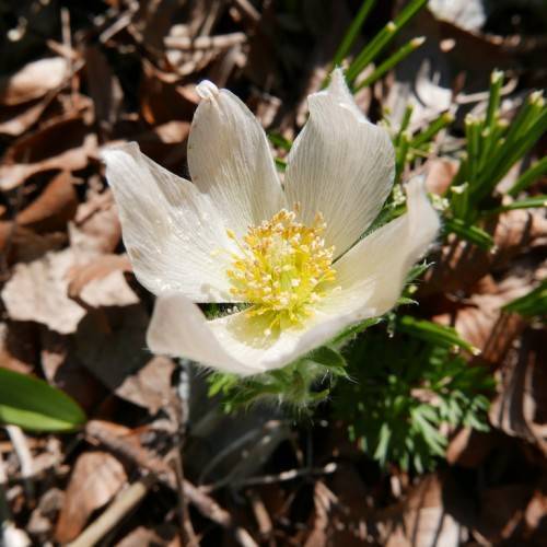 off-white flower with yellow-white stamens, green leaves and brown foliage