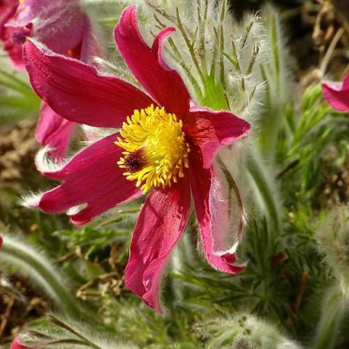 pink flowers with yellow stamens, black-red stigma, green leaves, white hairs, and green stems