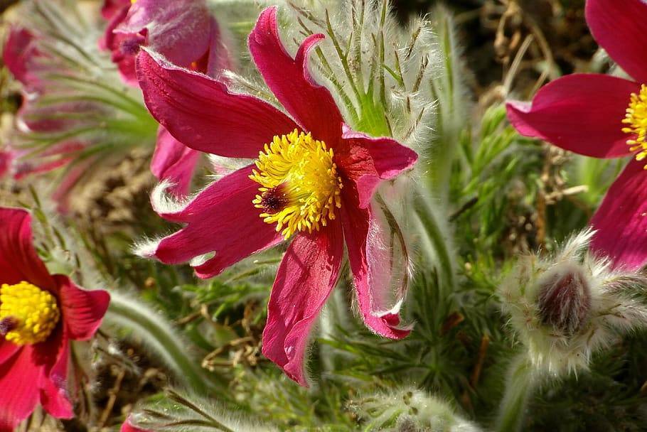 pink flowers with yellow stamens, black-red stigma, green leaves, white hairs, and green stems