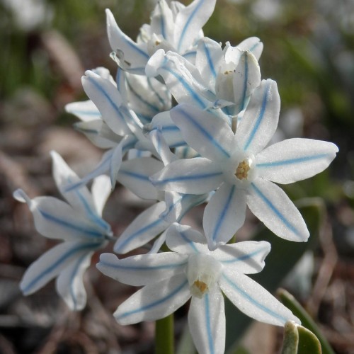 White-blue flower with yellow center and green stem.