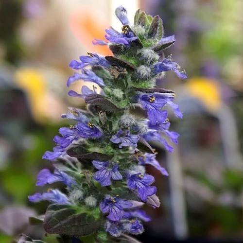 blue flowers and dark-green foliage with white hairs