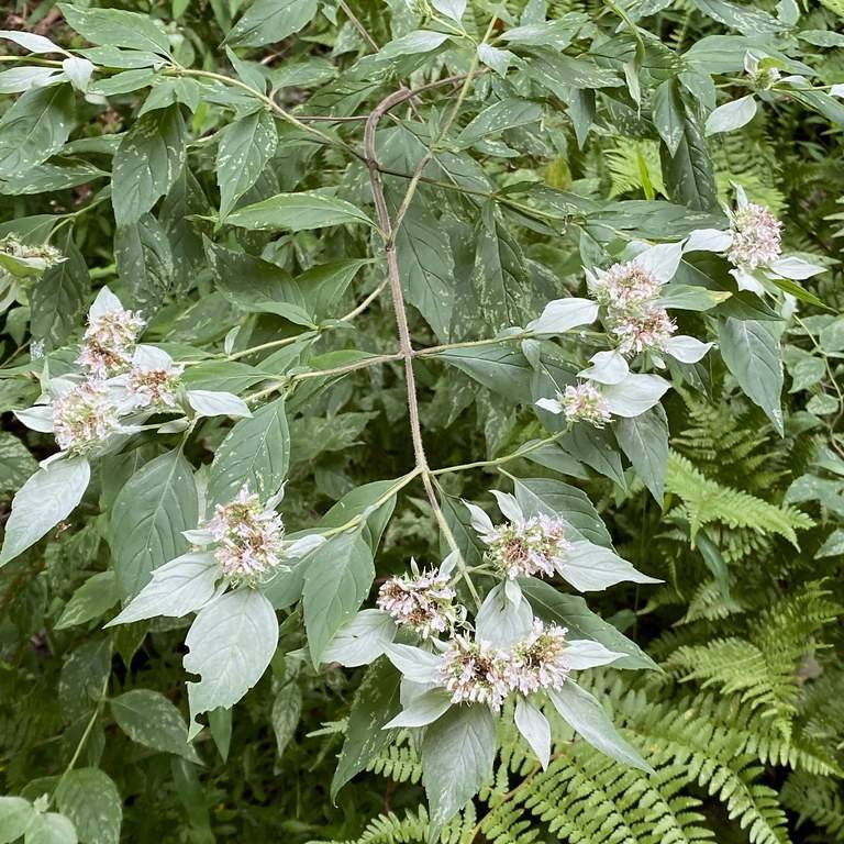 Mountain Mint Image