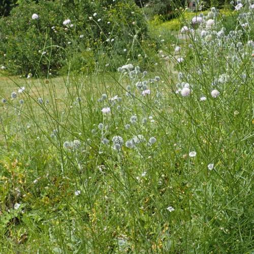 white flowers with green leaves and green stems