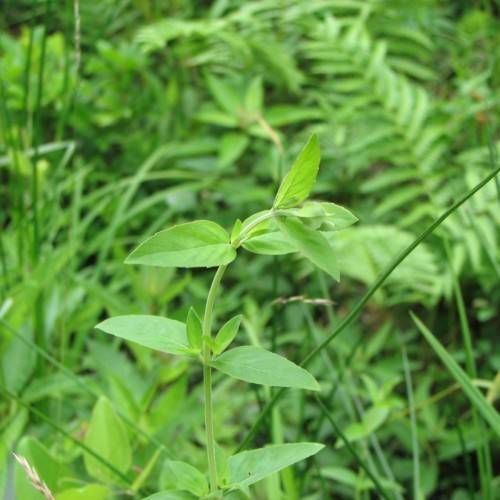 lime foliage and stems