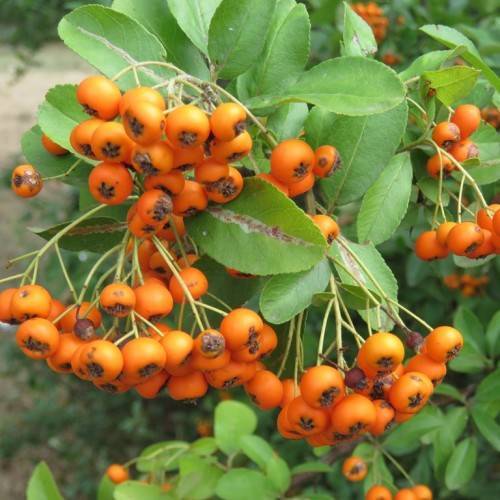 orange-black fruits with green leaves and yellow-green petioles and stems