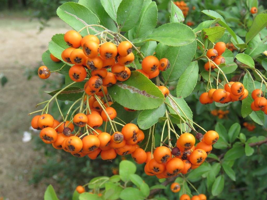orange-black fruits with green leaves and yellow-green petioles and stems
