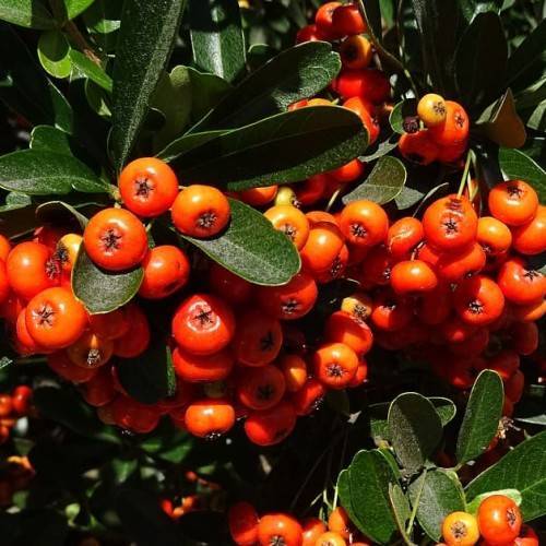 orange-yellow fruit with dark-green leaves