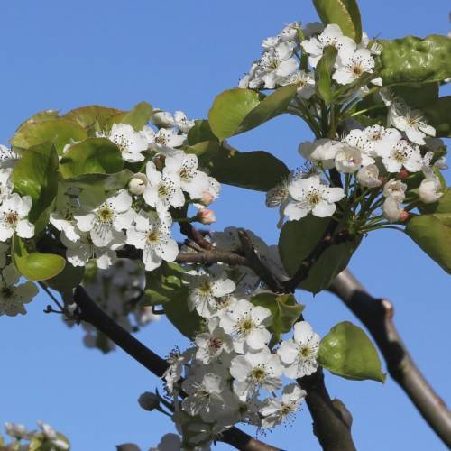 white flowers with white filaments, black anthers, olive leaves and brown branches