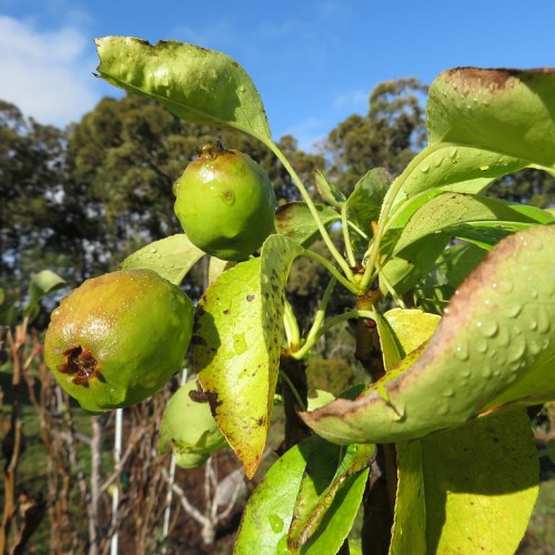 Green-light-pink fruit with lime-green leave and stipules, brown stem.