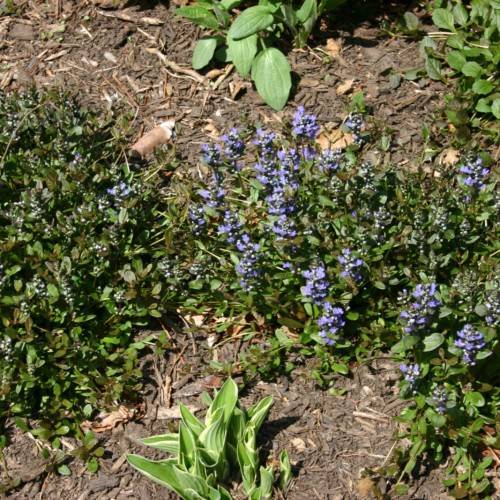 green leaves and beige stems
