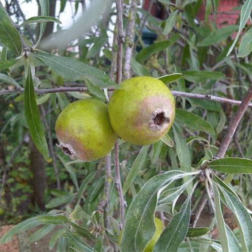 lime-brown fruits with white-green leaves and gray-brown branches