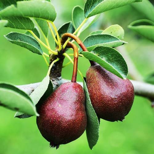 burgundy fruits with green leaves, red-yellow stems and gray branches