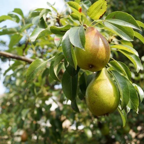 olive-pink fruits with lime-green leaves and brown branches