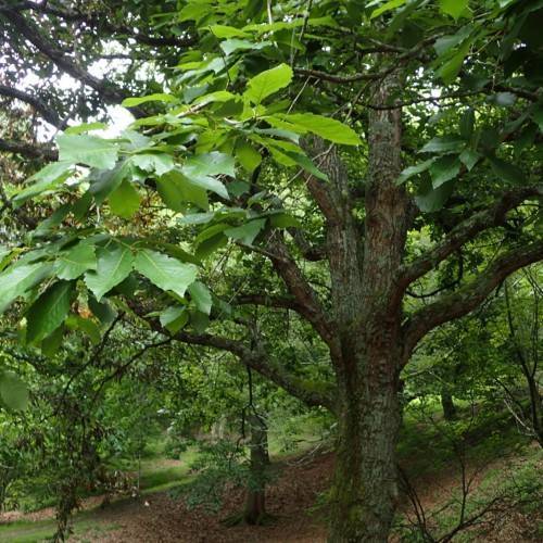 green leaves with brown branches and green-brown trunk