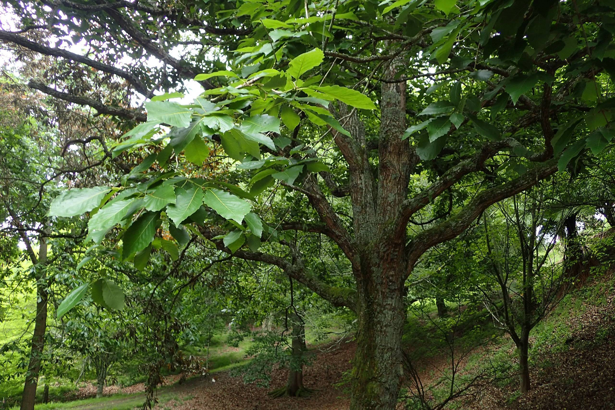 green leaves with brown branches and green-brown trunk