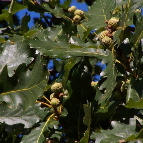 yellow-green fruits with dark-green foliage and yellow stems