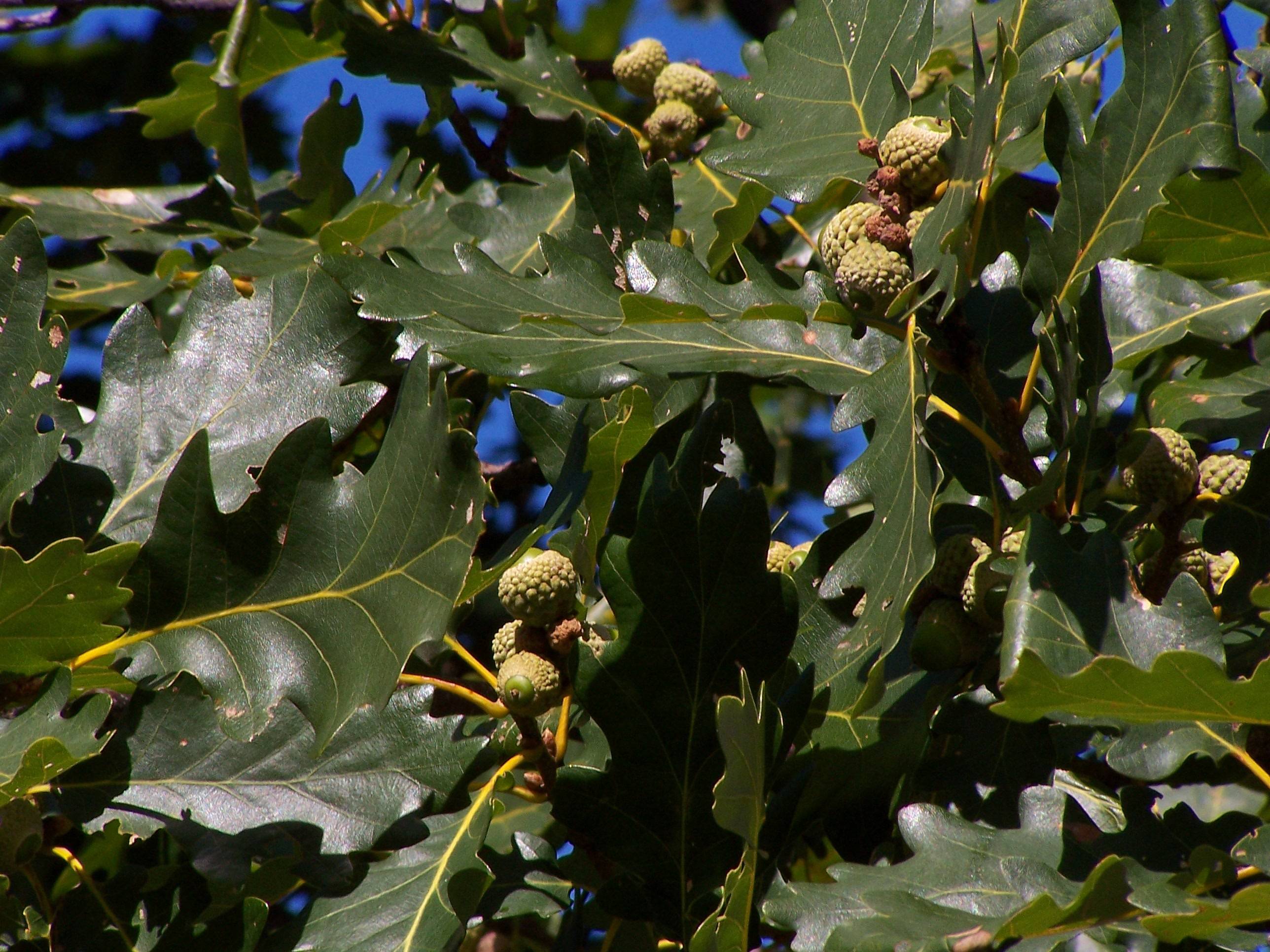 yellow-green fruits with dark-green foliage and yellow stems
