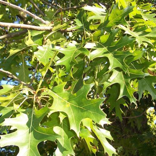 lime-green foliage with yellow midrib and brown branches