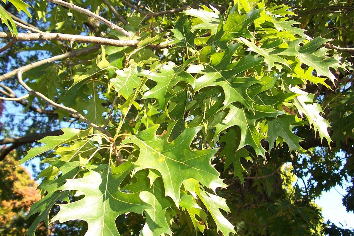 lime-green foliage with yellow midrib and brown branches