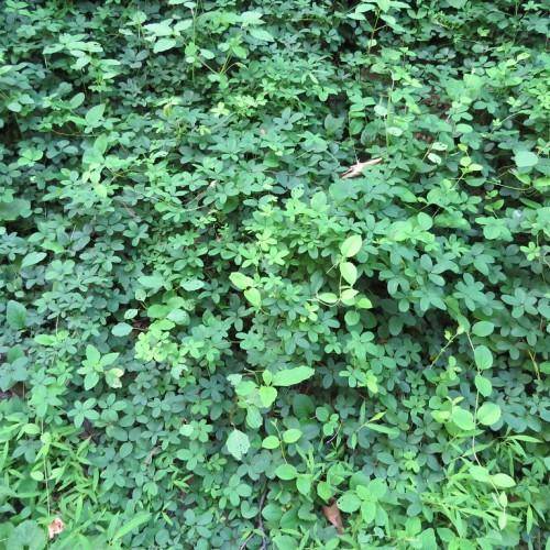 Green leaves and green stems.