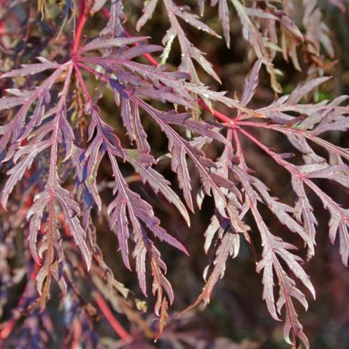 Dark-red leaves with red petiole.
