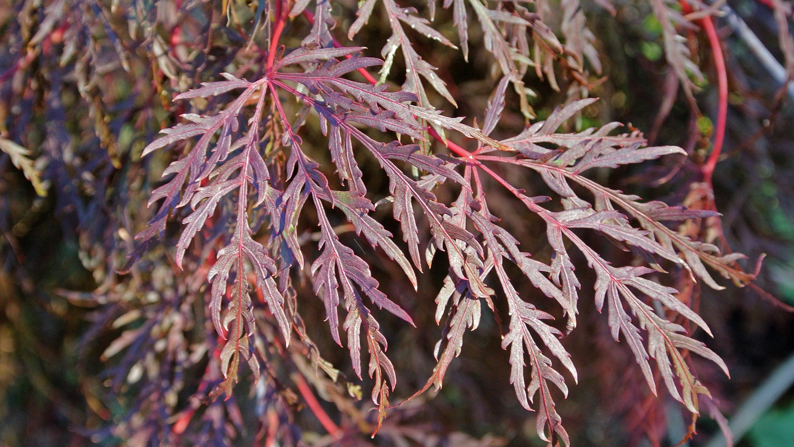 light-burgundy leaves with pink stems