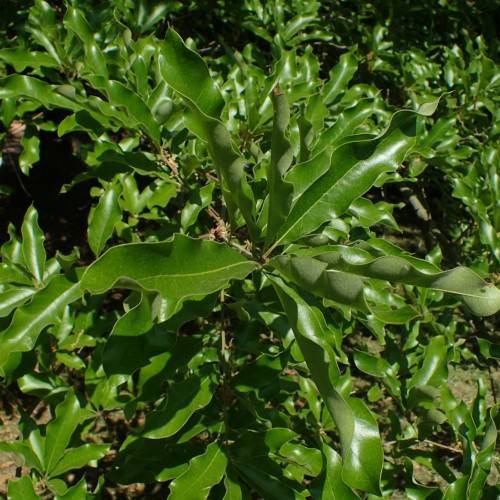 green foliage with brown stems