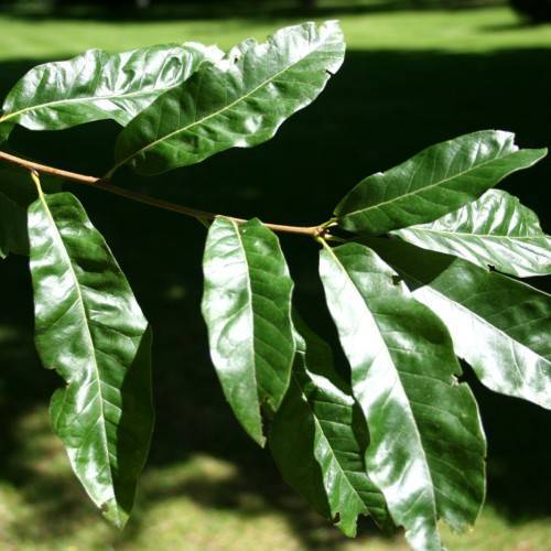 green foliage with brown stem
