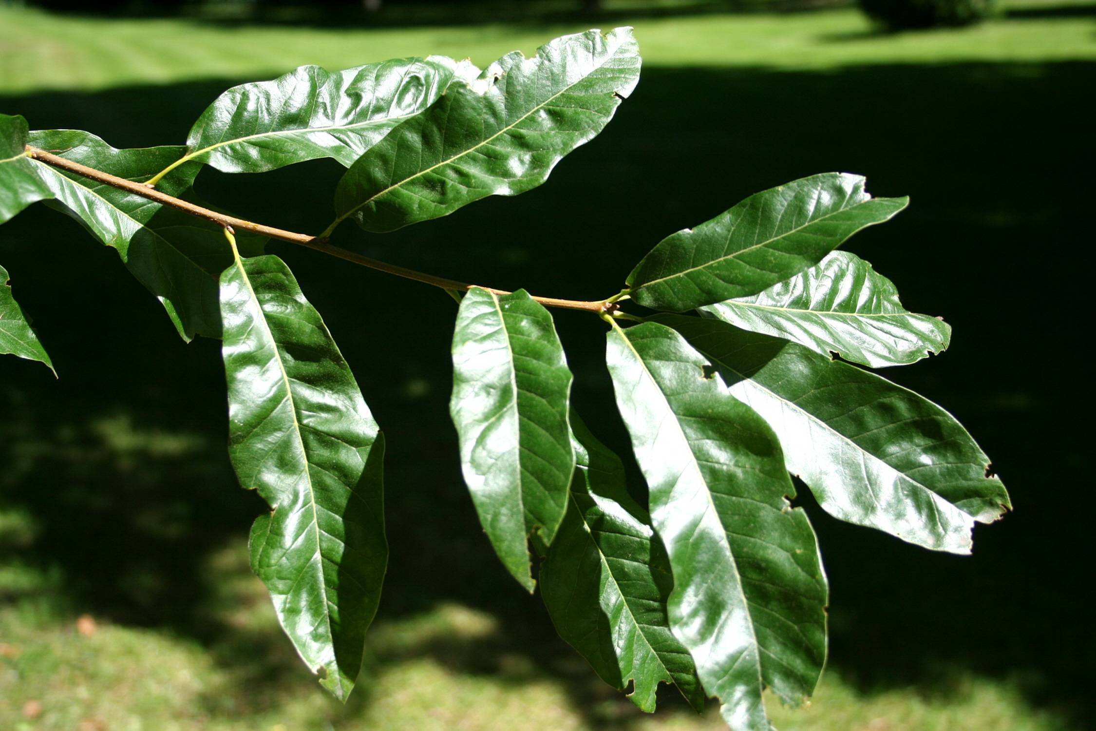 green foliage with brown stem