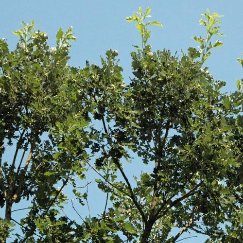 lime-green leaves with brown branches