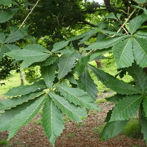 Green leaves with yellow stem, midrib and veins.