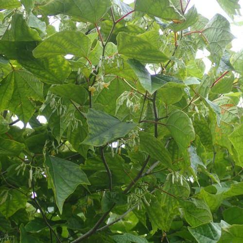 Small tree with green plane-like leaves, white-yellow flowers, and green stem.