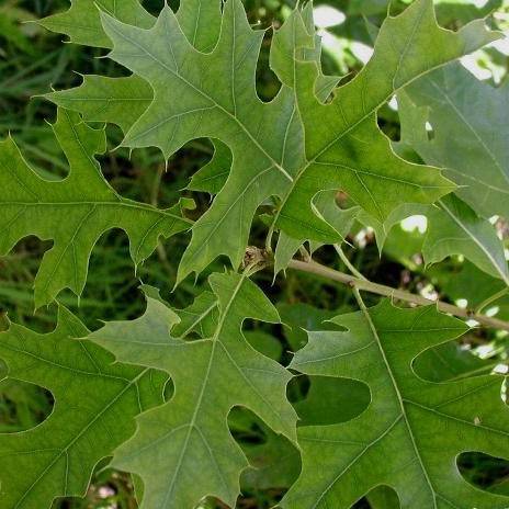 lime-green foliage with light-brown branches