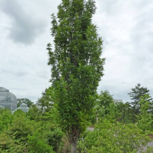 green leaves with brown branches and trunk
