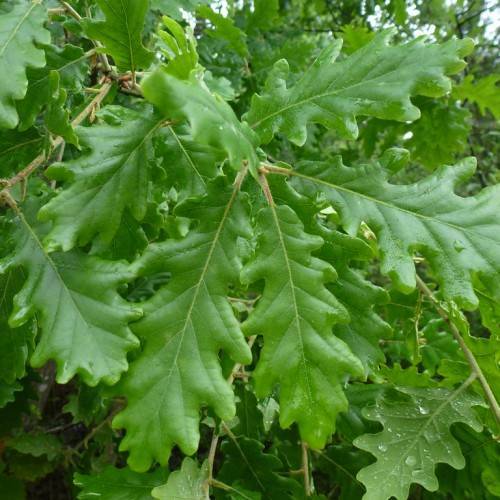 lime-green foliage with light-brown stems
