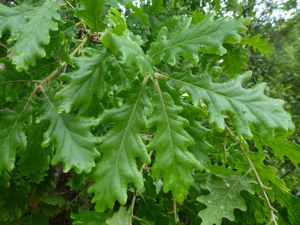 lime-green foliage with light-brown stems
