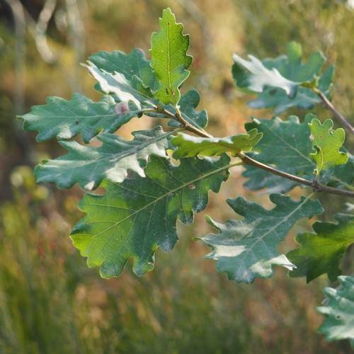 lime-green foliage with brown branches