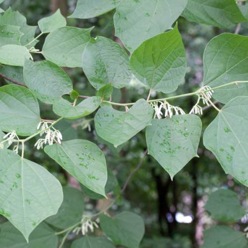 white flowers, green leaves and light-green stems