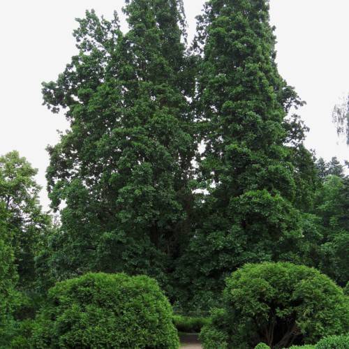 dark-green leaves on brown branches and trunk